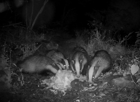 Wildlife cams Cumbria Wildlife Trust